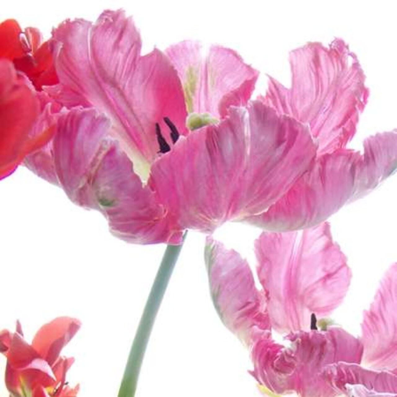 Parrot Tulips Poster Print by Judy Stalus - Item # VARPDXS1505D